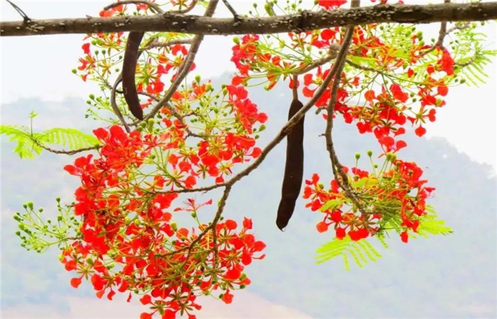 怒江旅游 鳳凰花開紅似火，峽谷賞花正當時